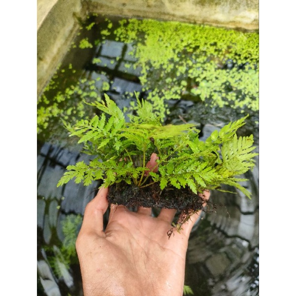 pakis rujuk media lempeng wabikusa