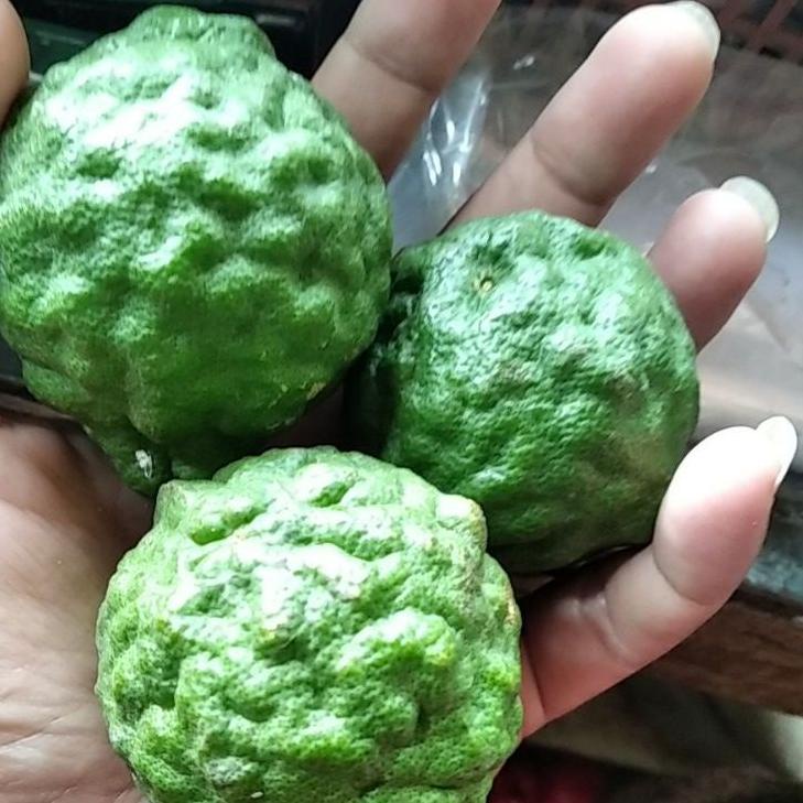 

Tren Baru jeruk purut 3 buah ukuran sedang