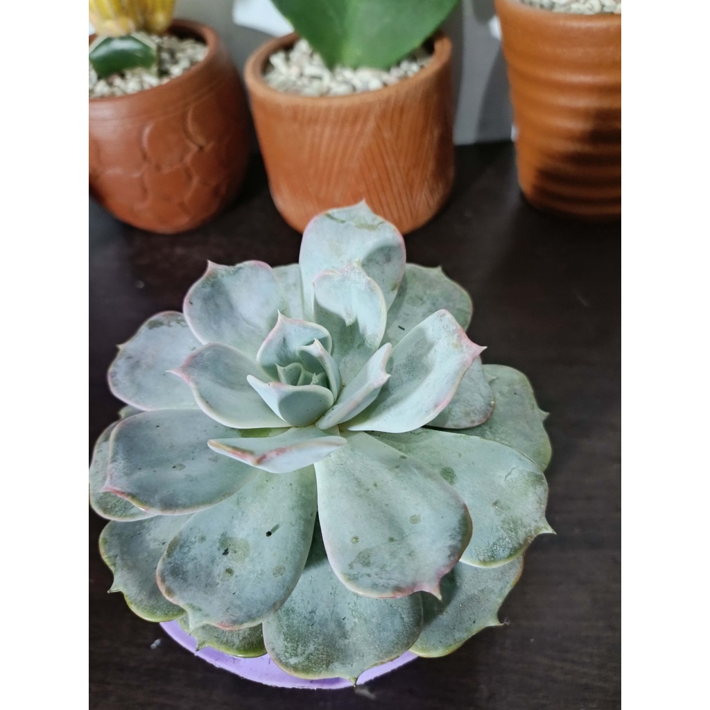 sukulen echeveria lilacina jumbo kaktus tanaman hias