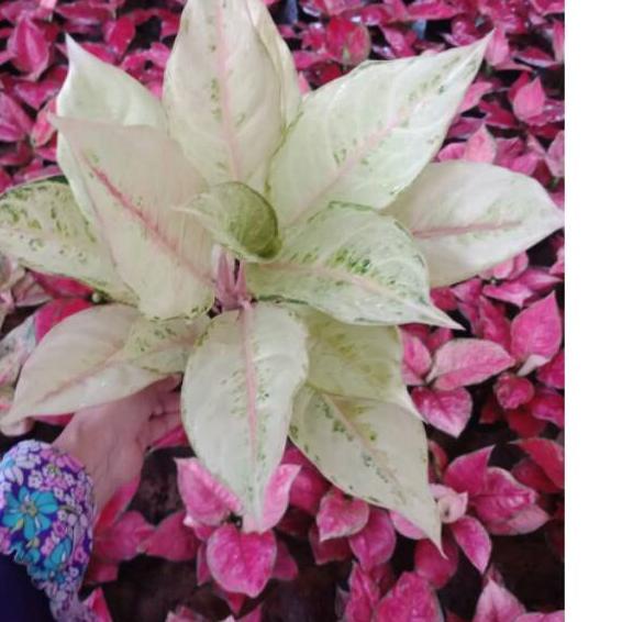 ➬ Aglaonema Frozen ✮