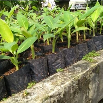 Pisang Emas - Pisang Mas - Bibit Tanaman Buah Pisang Emas DDD
