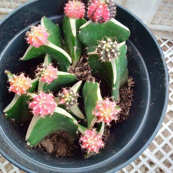 

☛ Paket Kaktus gymno Mini isi 6 ♕