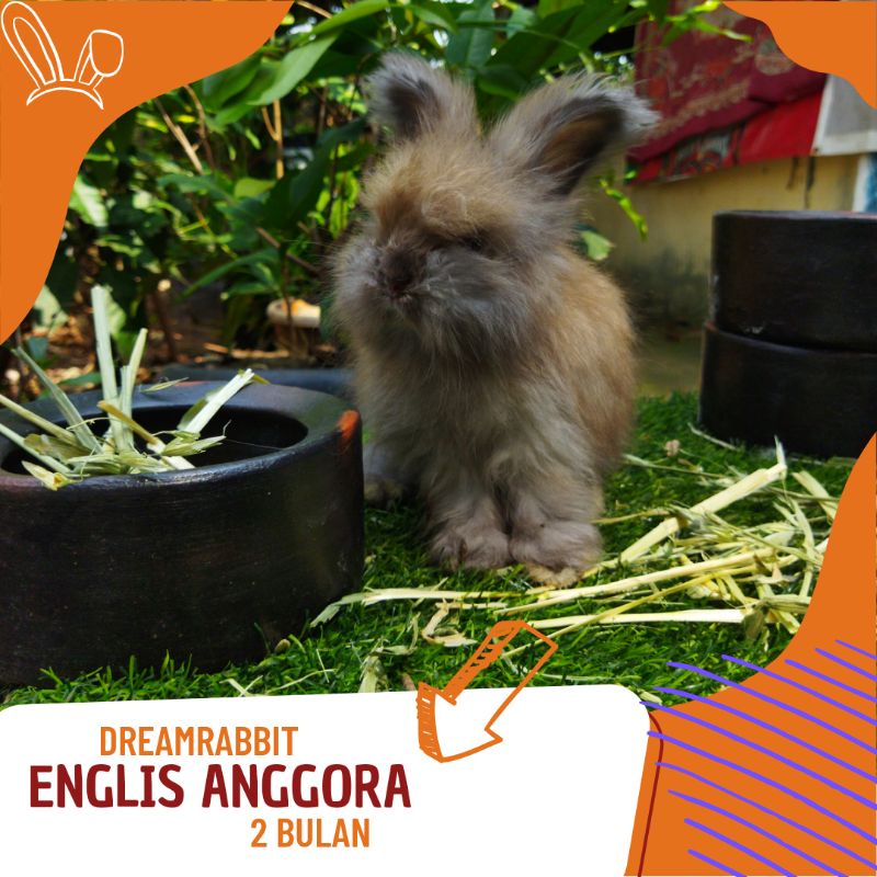 kelinci hias englis anggora lucu