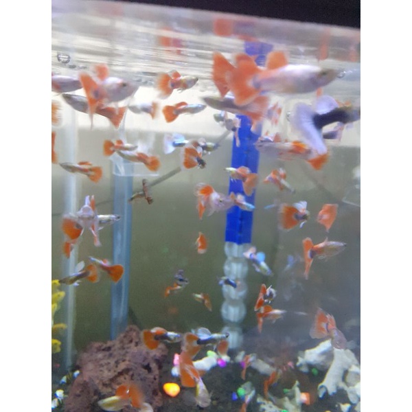 ikan gupy aquarium dan ikan hias