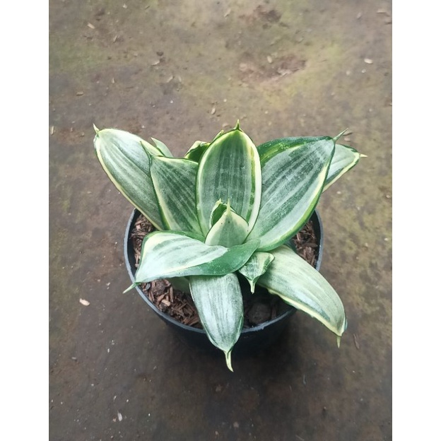 Sansevieria silver frost swir tunggal