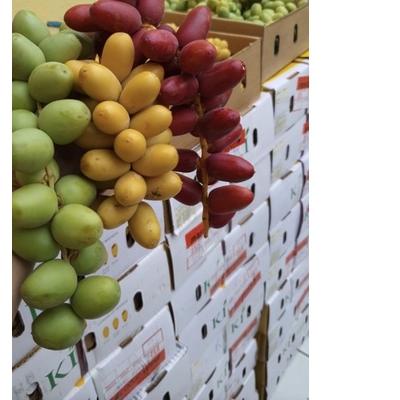 

○ READY KURMAMUDA BUKAN FROZEN (FRESH) free zuriatbelah dan rahim (PEMBELIAN KURMAMUDA LANGSUNG DIKASIH BONUS, BIAR LEBIH MAKSIMAL ) ➮