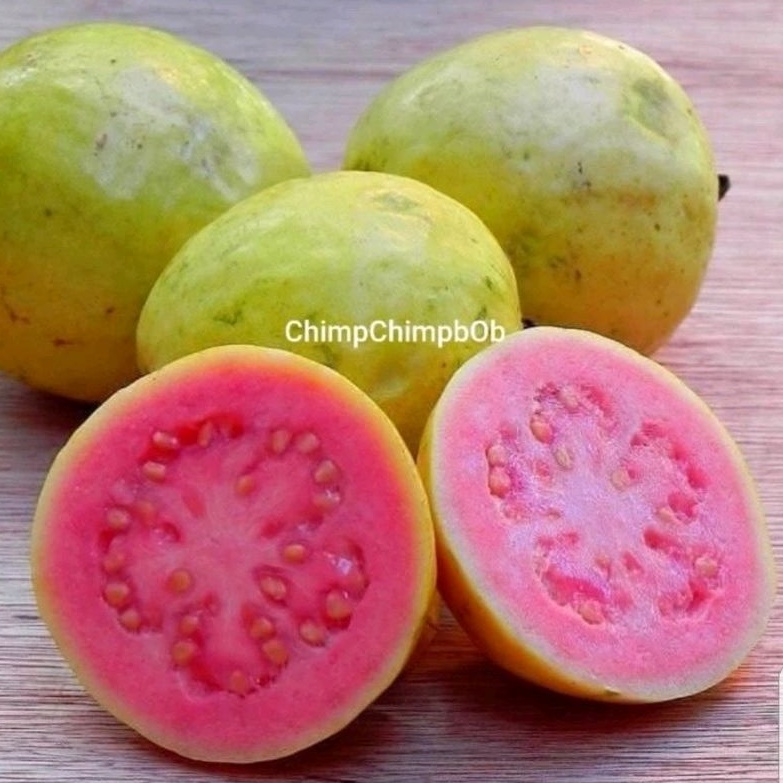 

BUAH JAMBU MERAH SEGAR 1 KG / FRESH GUAVA 1 KG