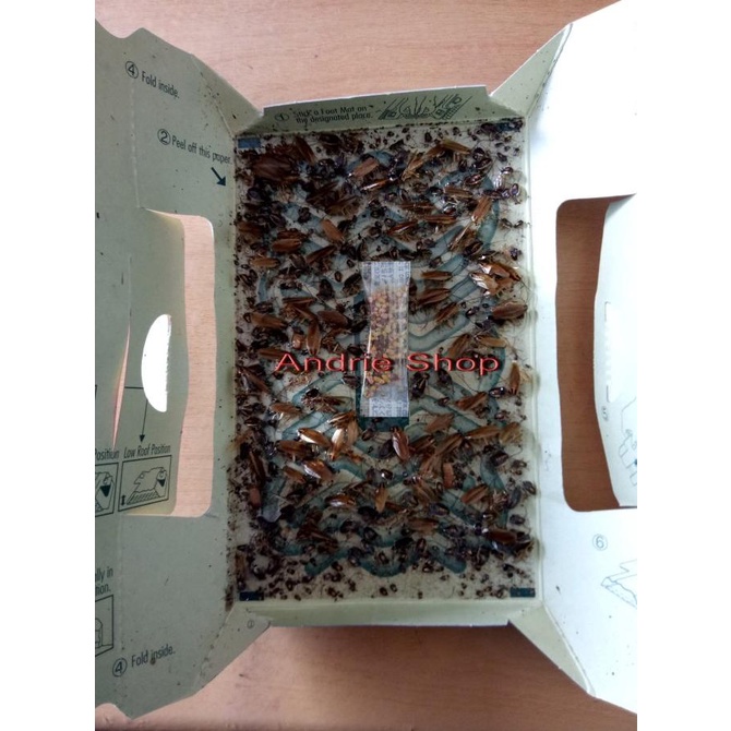 Perangkap kecoa Hoy Hoy isi 5 Pcs Hoy Hoy Perangkap Kecoa Lem cicak div06