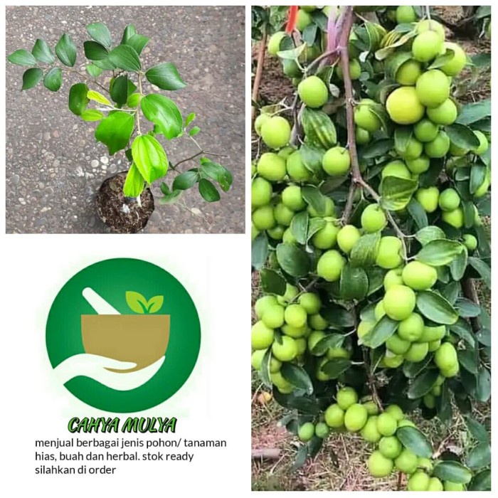 BIBIT POHON BUAH APEL PUTSA - TABULAMPOT APEL PUTSA SIAP BERBUAH