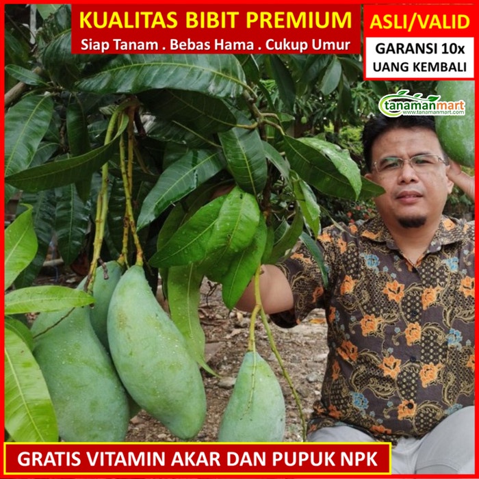 BIBIT TANAMAN BUAH MANGGA MAHATIR UNGGUL, MURAH, BERGARANSI