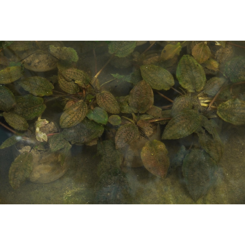 tanaman aquascape cryptocoryne striolata round