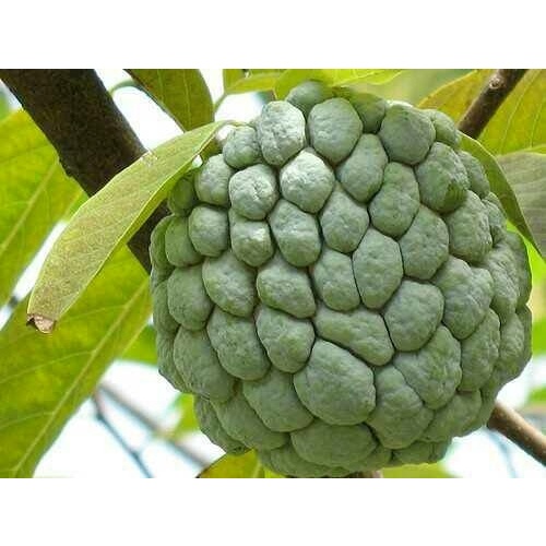BIBIT BUAH SRIKAYA BESAR / POHON BUAH SRIKAYA BESAR