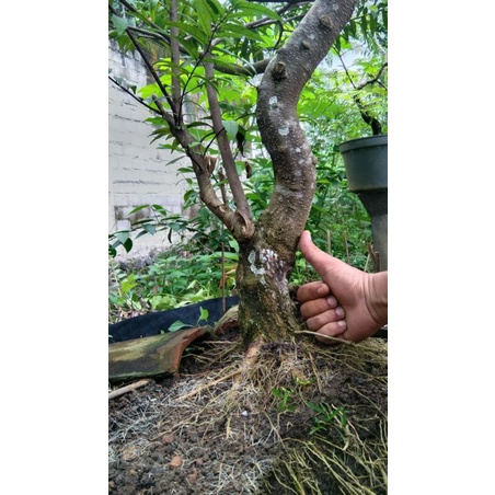 Bahan anting putri super jumbo tanaman bonsai