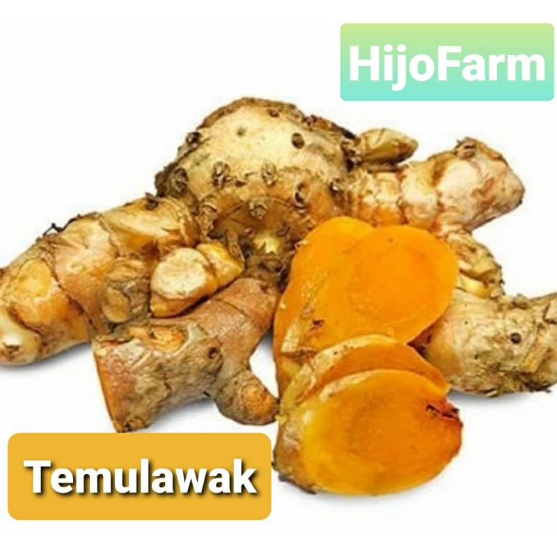 

Temulawak Segar 500 Gr