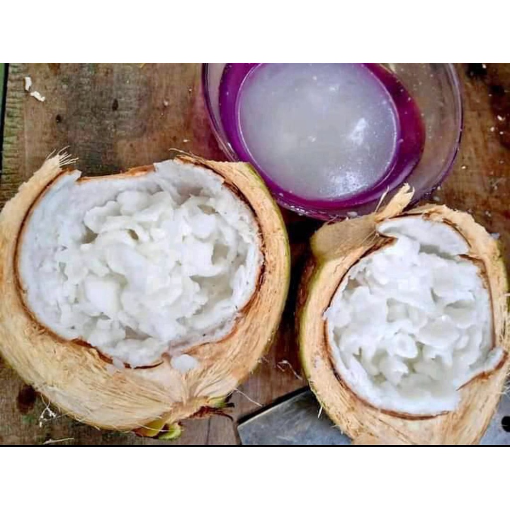 

kelapa kopyor murah dan segar lingkar 55-56 CM