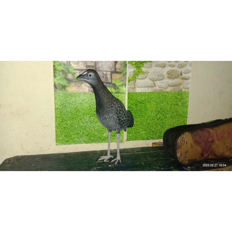 jontrot ayam hutan betina