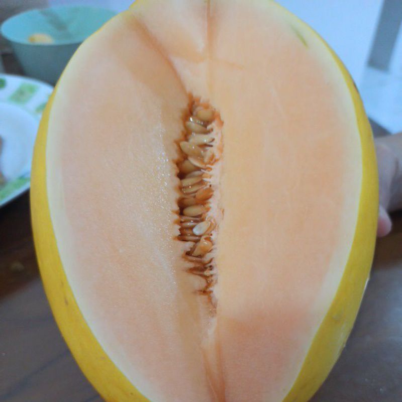 Melon Golden Manis 1-1,5kg