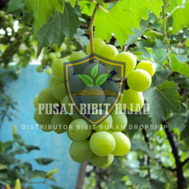 Bibit Anggur Hijau Cepat Berbuah Anggur Belgia Lokal Hasil Segar