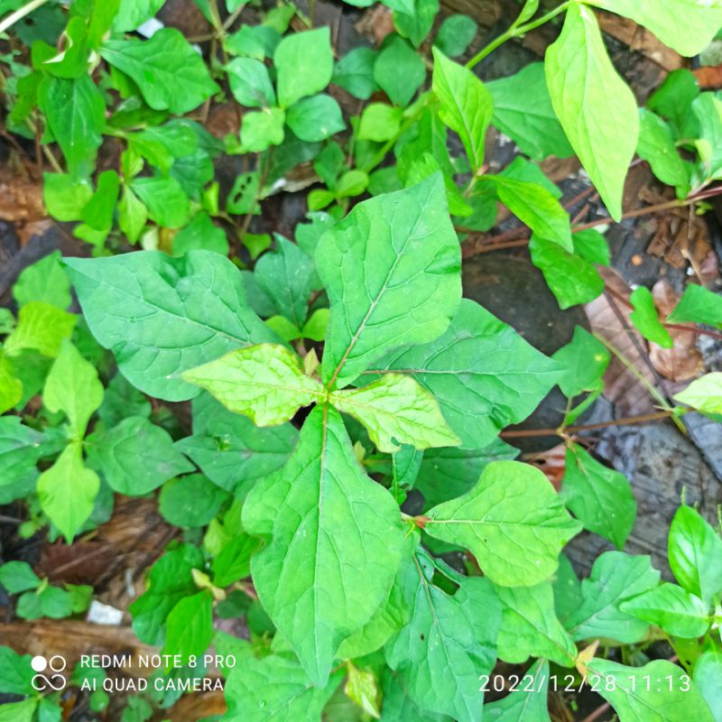 

Daun jarong achyrantes aspera L segar 100 gram