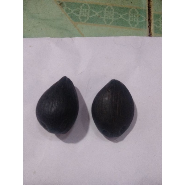 batu fosil biji kelapa