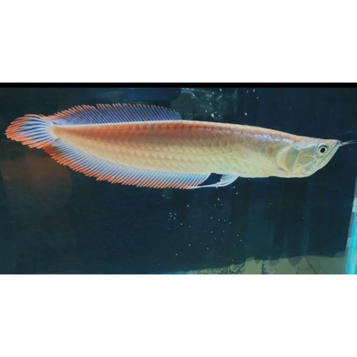 IKan ARWANA SILVER RED size 13-15CM ARWANA ALBINO Arwana SIlver MURAH