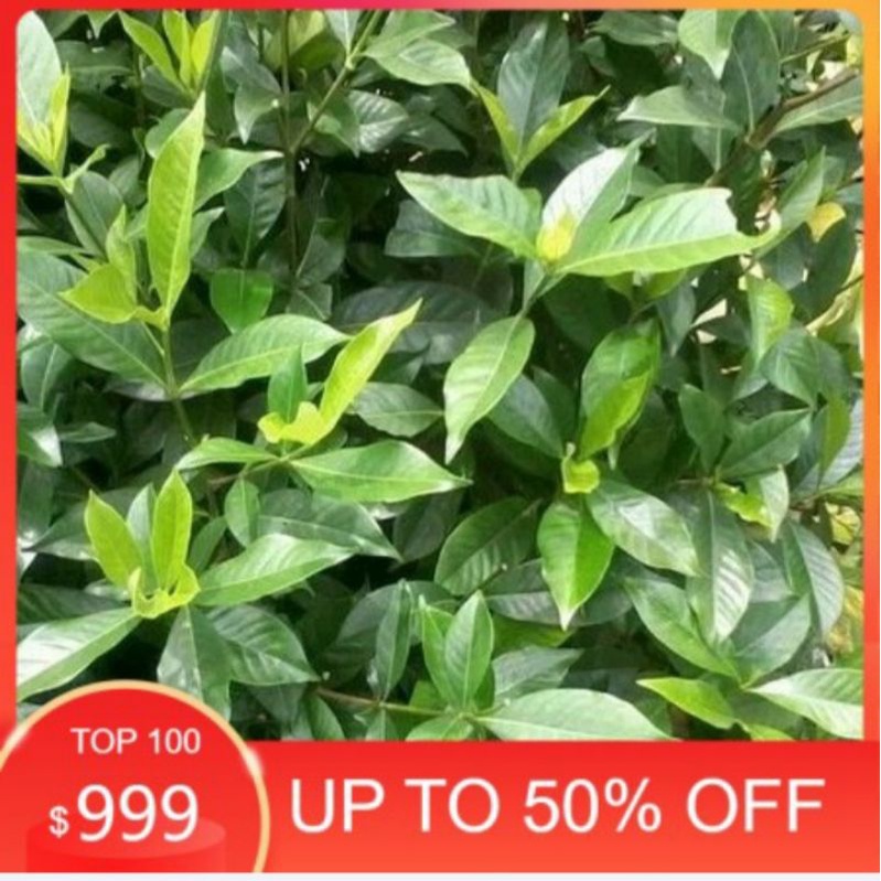 

Daun kaca piring segar 100 gram langsung di petik dari pohonnya