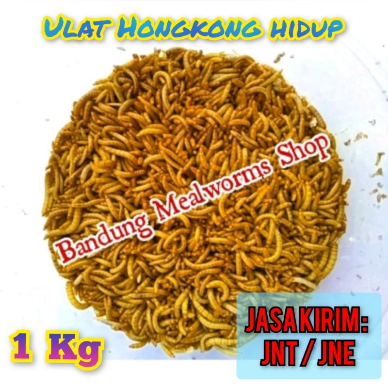 1000 gr/ 1 Kg Ulat Hongkong Hidup/Live Mealworms [Pakan] Ukuran MEDIUM, Free packing