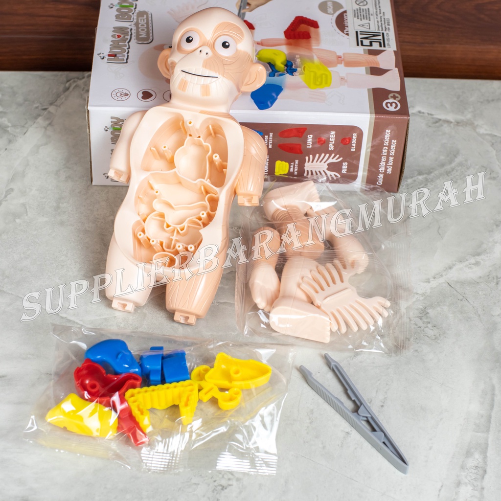 Mainan Edukasi Human Body Model HM0507