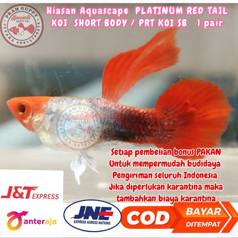 hiasan aquascape PRT koi short body 1 pair