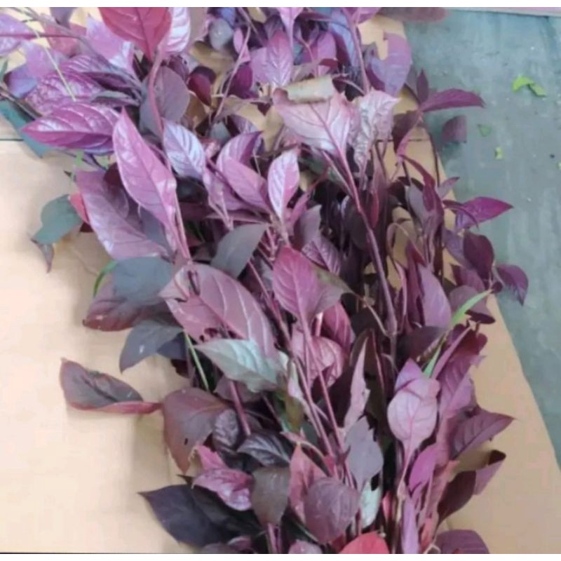 

Daun handeulem segar 100 gram di ambil dadakan