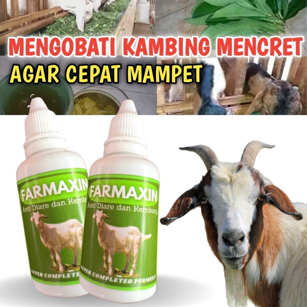 Obat Kembung Mencret Kambing Domba FEZONE