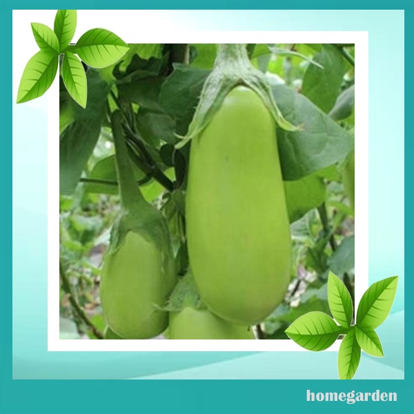 Benih Terong Hijau Jumbo Bibit Tanaman Sayuran Bibit Terong Unggul