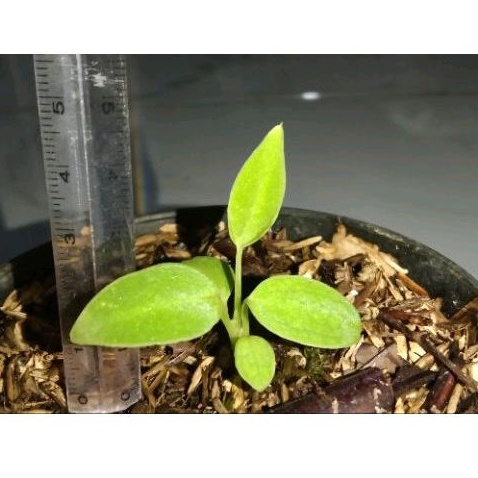 Anthurium Warocqueanum / Baby Anthurium Lidah Gajah Murah ( COD )