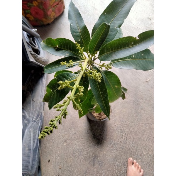Tanaman Bibit Buah Mangga Manalagi Sudah Berbunga