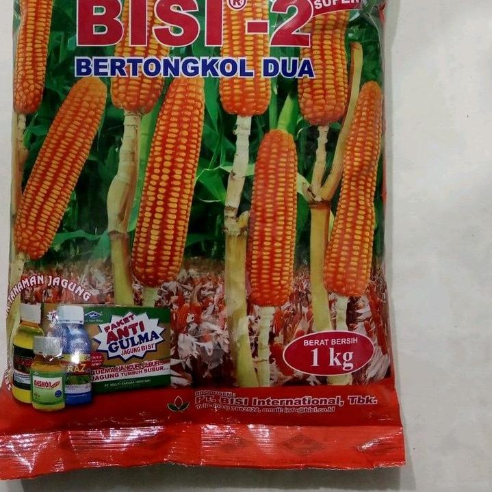✺ benih jagung BISI 2 1 kg biji jagung hibrida dari bisi kapal terbang bisi 2 bisi2 ➸
