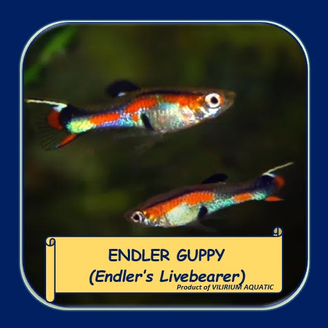 IKAN HIAS AIR TAWAR - GUPPY MINI RED ENDLER / ENDLER GUPPY / ENDLER's LIVEBEARER