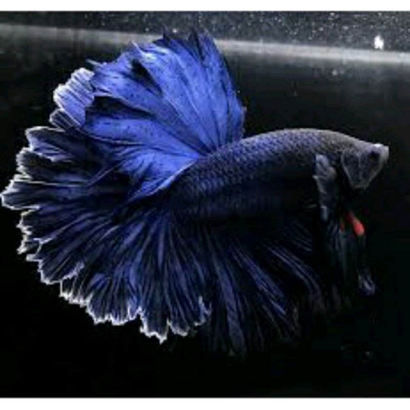 HM halfmoon, blue solid dewasa