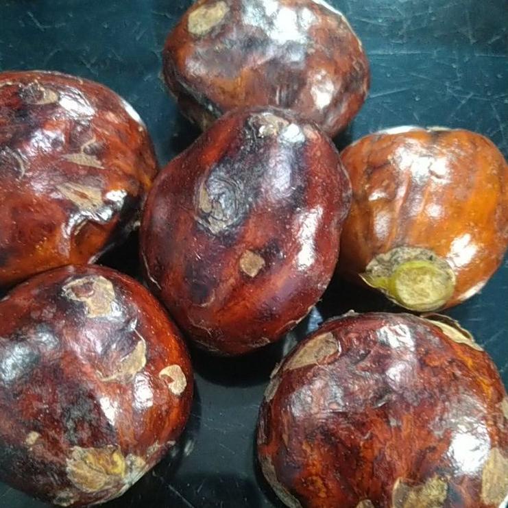 

✫ JENGKOL TUA PILIHAN 1KG ♨