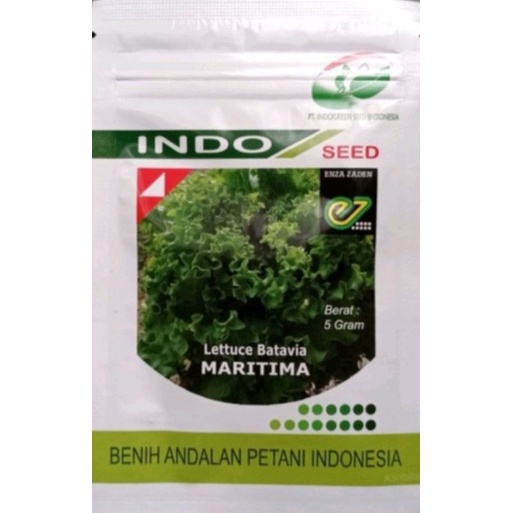Benih Selada Maritima 5 gr | Selada Batavia | Bibit Hidroponik
