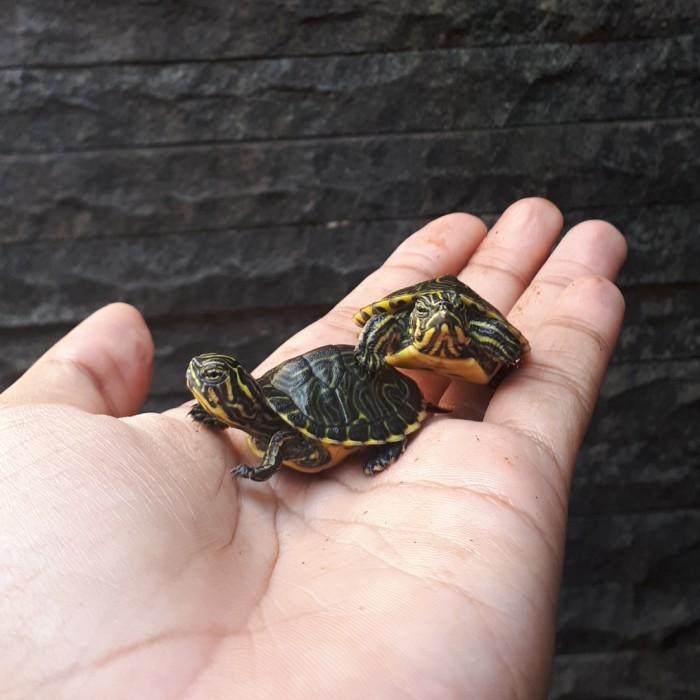 Kura Air Peninsula Cooter