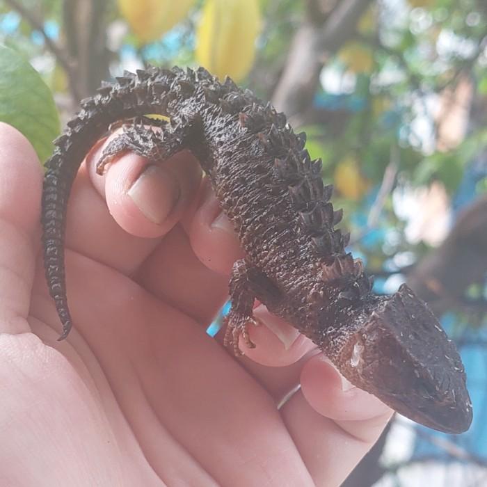 crocodile skink nova/mata item