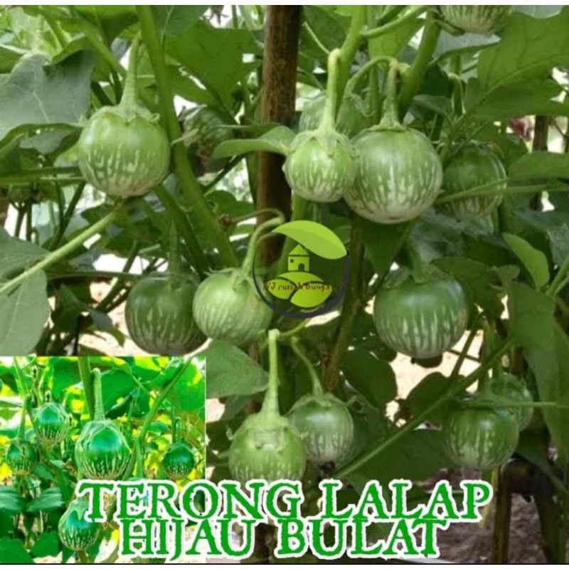 Bibit Terong lalapan
