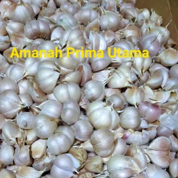 

Dijamin puas Bawang Putih Kating Bersih 1 kg