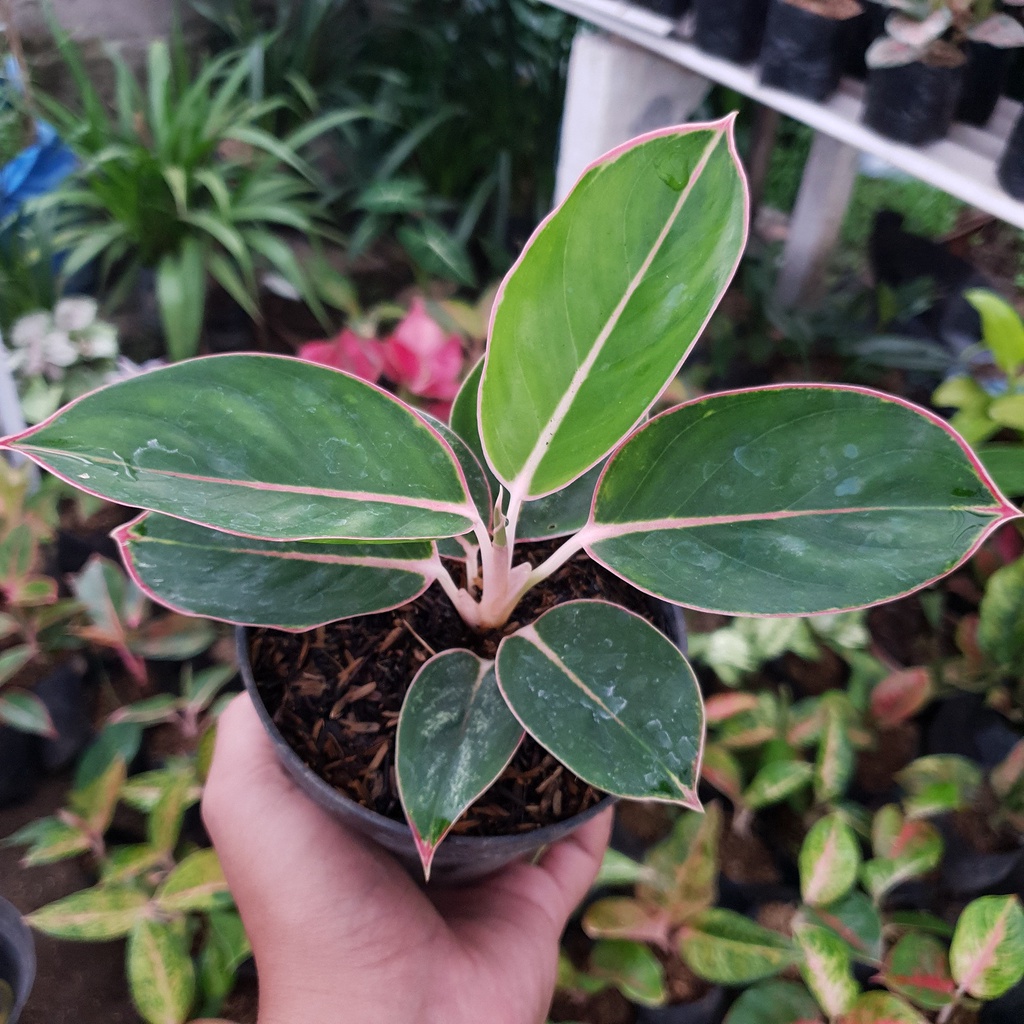 Aglonema Flaminggo / Aglonema lipstik flaminggo daun bulat