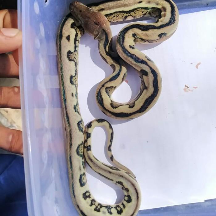 Retic tiger termurah