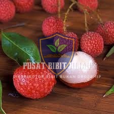 Bibit Leci Kom Pohon Buah Manis dan Besar