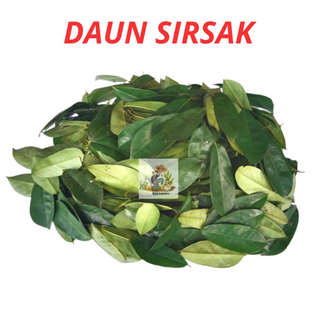 

Daun Sirsak Segar Organik Bahan Ramuan Herbal Alami 50 Lembar