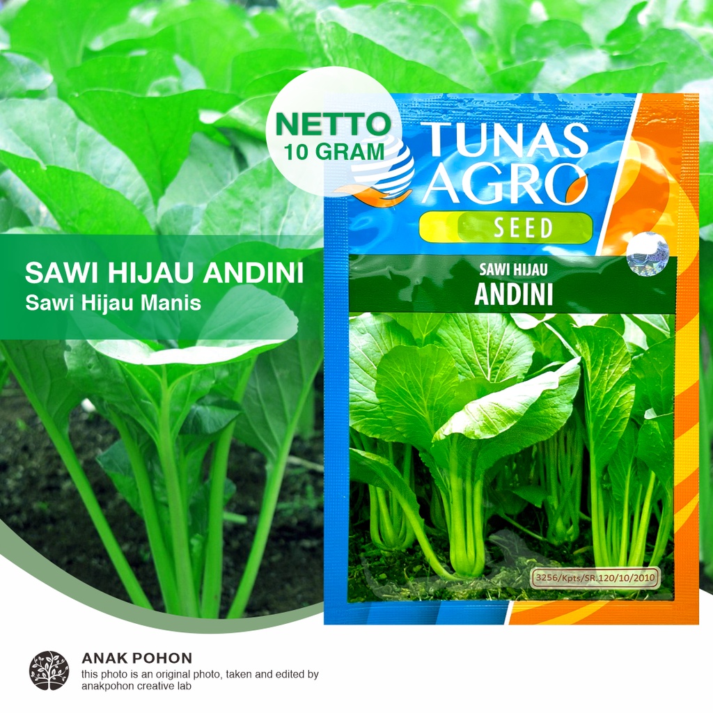 (1 PACK - 10 GRAM) Benih Sawi Hijau Manis ANDINI Seeds - Tunas Agro Seed