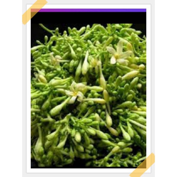 

bunga pepaya segar murah 250grm