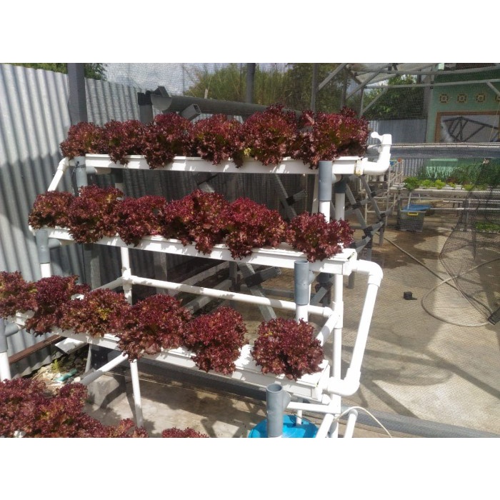 Terlaris Isano Hydroponic Gully Bertingkat Kotak